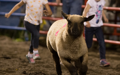 Steamboat Pro Rodeo on Wrangler Network