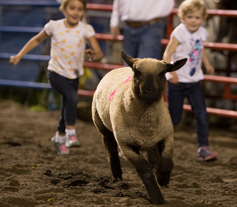 Steamboat Pro Rodeo on Wrangler Network